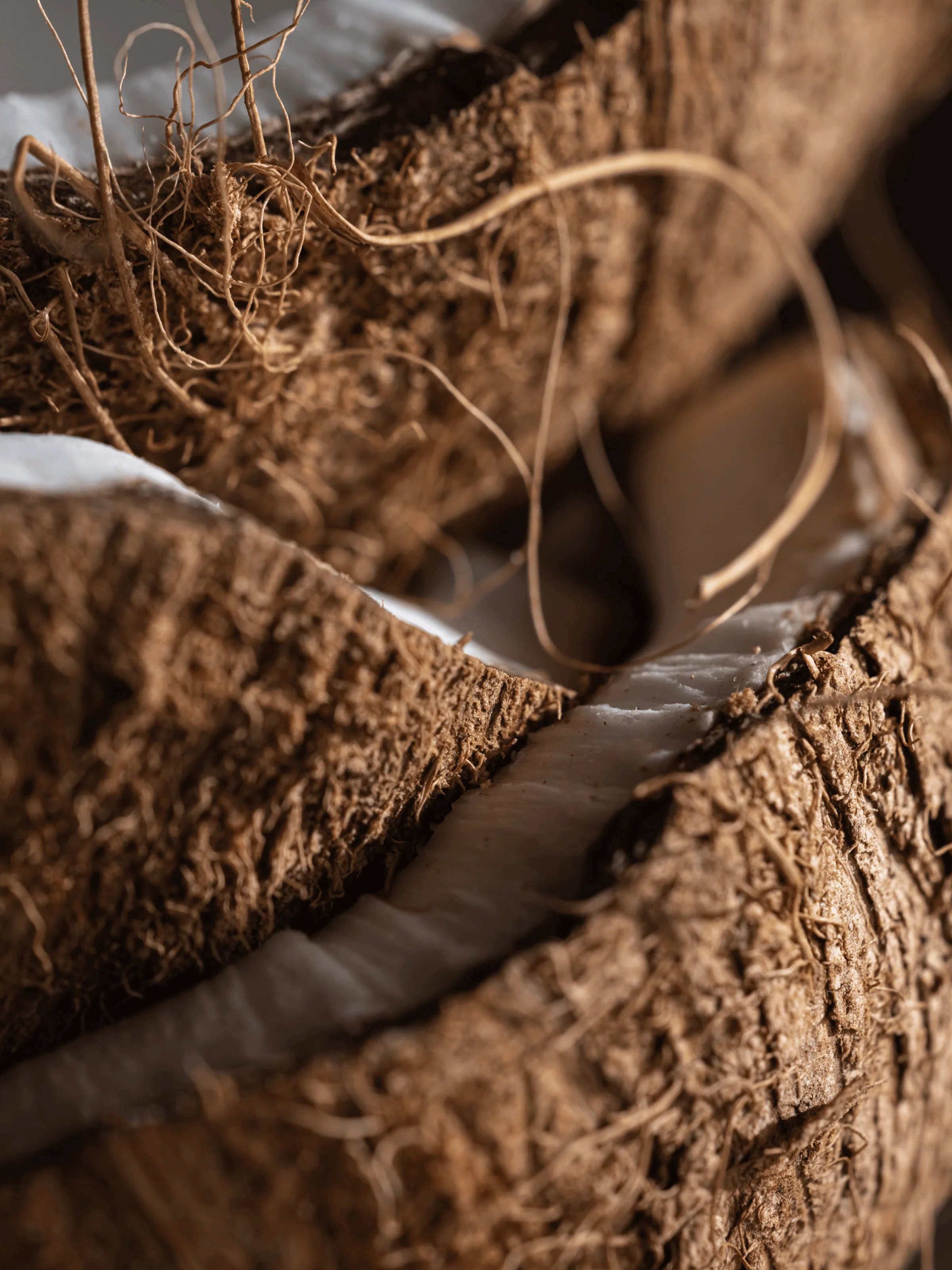 Coconut Oasis - Image 2