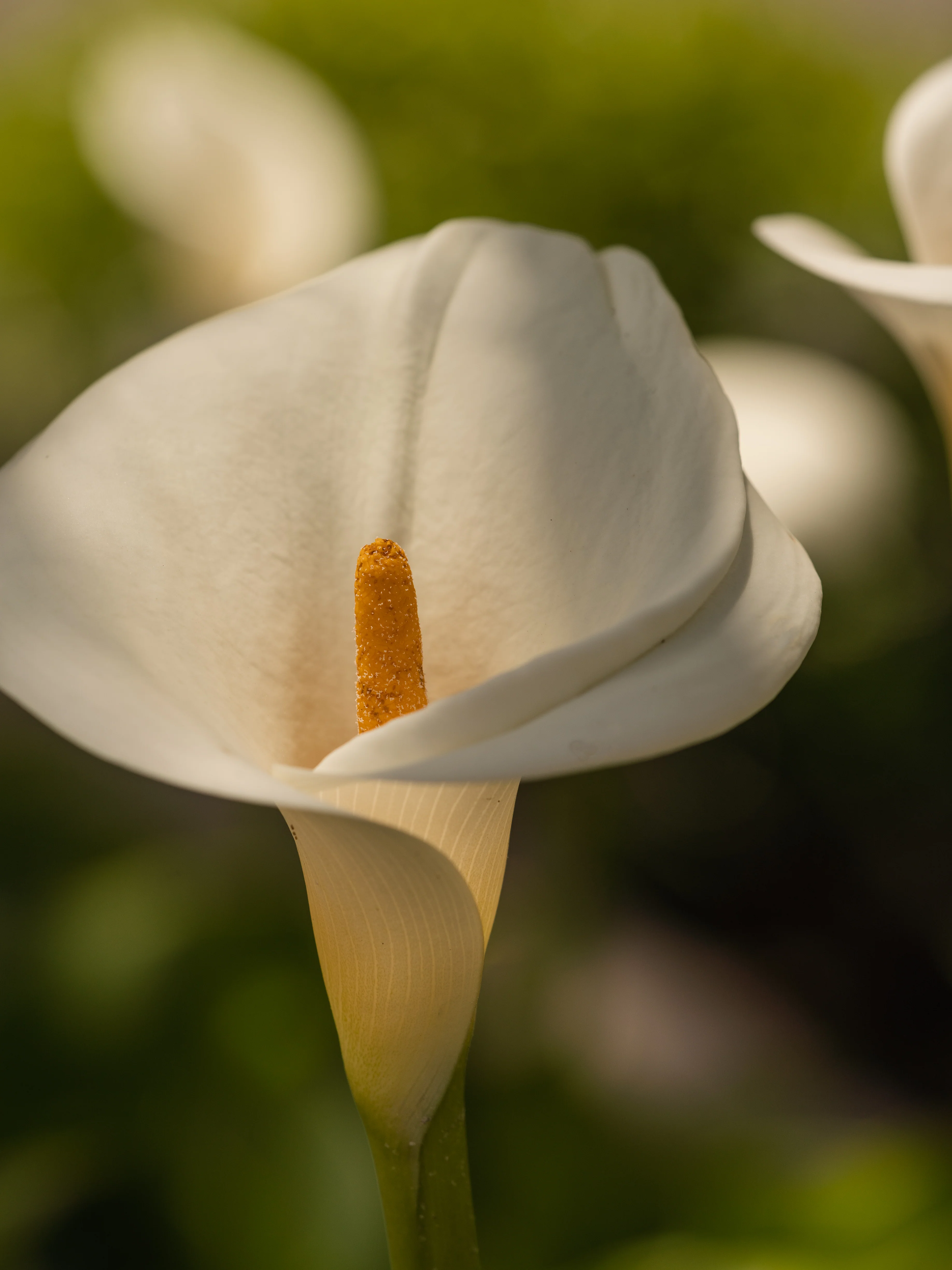 Jungle Bloom - Image 2
