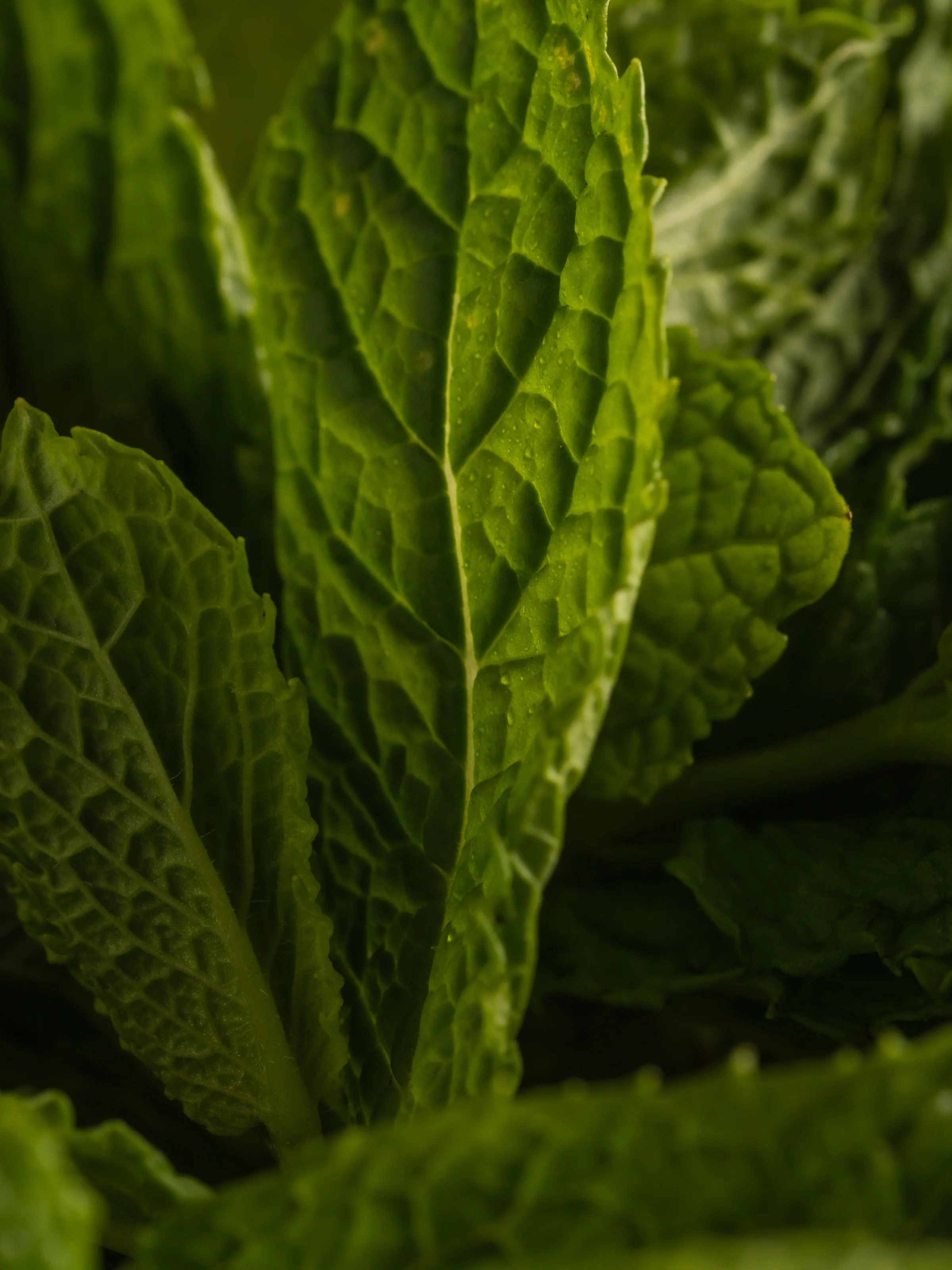 Mint Leaves - Image 2